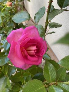 Appartements Le Hameau des Neiges : photos des chambres