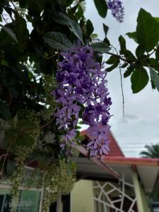 ชาลีรีสอร์ท ชุมพร