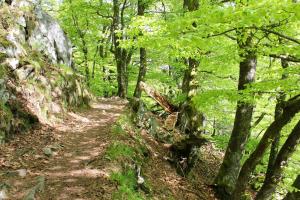 Appartements Appartement accueillant a Xonrupt-Longemer 70 m² avec jardin privatif : photos des chambres