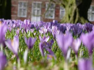 Kleiner Austernfischer