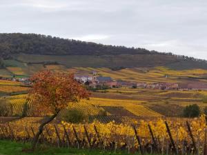 Le BUBELE au coeur du centre médiéval et vignoble