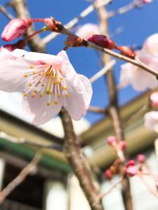 Guesthouse Nishihara