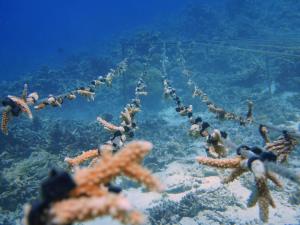 Mirihi, Mandhoo, 00190, Maldives.