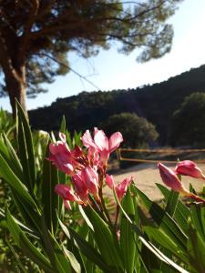 Les Amandiers - 5 km de la plage