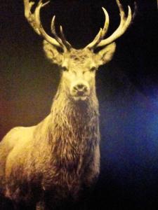 Appartements Appartement spacieux a Xonrupt-Longemer + Sauna : photos des chambres