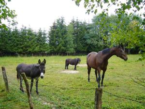 Appartements Studio avec jardin clos et wifi a Plumont : photos des chambres