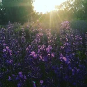 Lavander Garden Camping