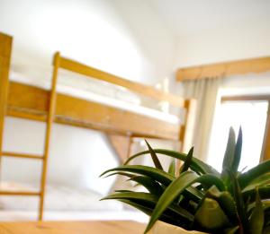 Pension Almhof Baumgarten