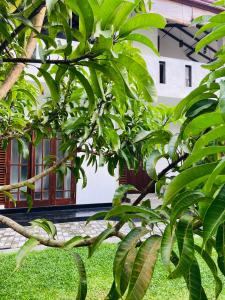 Sun White Villa