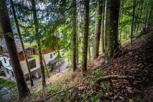 Apartman BlackBerry Tale