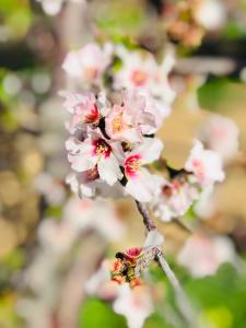 Yellow House Prince Albert