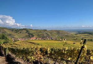 Cote Vignes photo 9