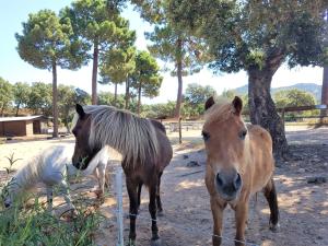 Villas Lantana : photos des chambres