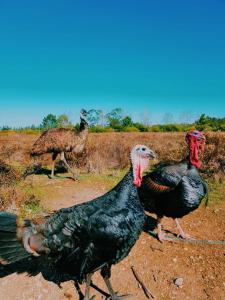 Quinta do Sardanito de Tras