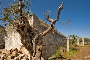 Masseria Spina Resort