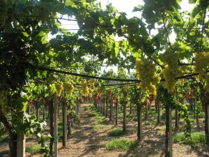 Sa Perda Arrubia img16