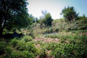 Campings Tente en permaculture pirate : Tente