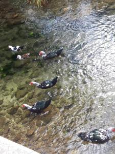 House next to the river Miro