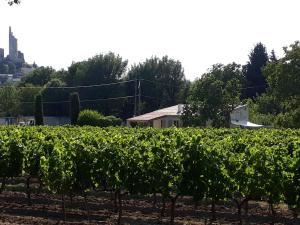 Maisons de vacances La Petite Maison Dans Les Vignes : photos des chambres