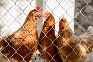 El Molinet del Governador- Apartamentos Rurales