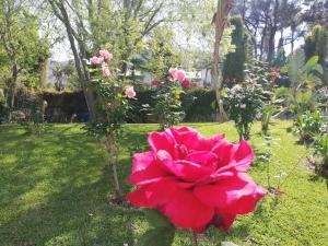 Deluxe One-Bedroom Apartment with Garden View room in B & B Villa Flora