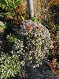 Agriturismo Nuvolino