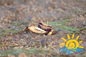 Urb do Lagar by Algartur