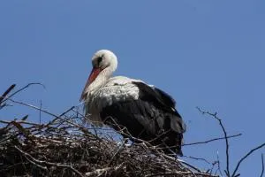 Dom na Mazurach - Gąsiorowo - Sąpłaty