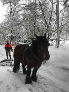 Chalet Le Grand Cerf