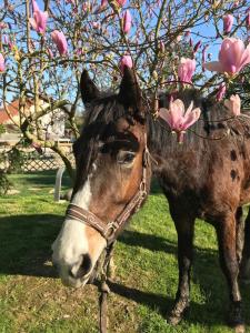 B&B / Chambres d'hotes Les Crinieres En Brie : photos des chambres