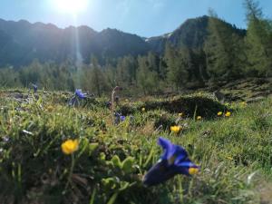 Ferienhaus Schöpf - Die Hoamat