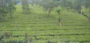 homstay RR Seroja kamar biasa