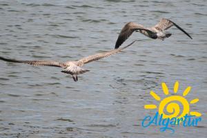 Casa Florinda By ALGARTUR