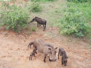636 Itaga Safari Lodge, Mabalingwe Nature Reserve