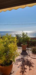 WHITE LOTUS Apartment