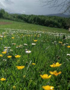 Apartment & Rooms Arija 