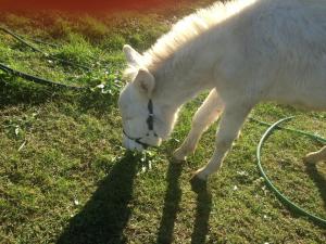 Agriturismo Il Paradiso img60