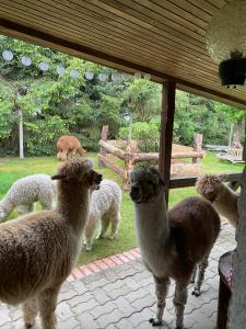 Alpakatherapie und Ferienhof Charlottenthal