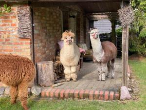 Alpakatherapie und Ferienhof Charlottenthal