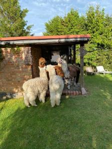 Alpakatherapie und Ferienhof Charlottenthal