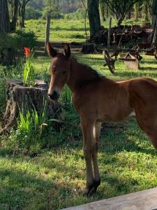 Nido del Búho ( Eule Nest)