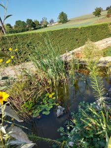 Maisons d'hotes Le Moulin de l'Etang : Chambre Quadruple avec Douche - Non remboursable