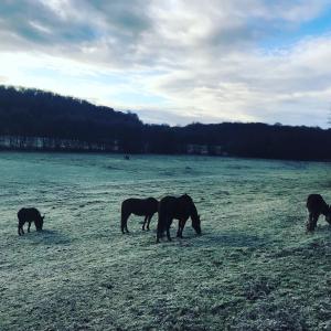 Gîte des Ecuries dHodebert