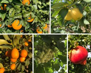 Casa Grande by Rosas Cantares