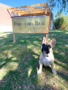 Fincas del Real - San Pedro