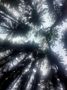 Stuga ROS Naturcamping Lagom