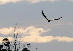 Penguin Seaside Farm