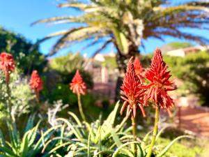 Villa Ginestra img34