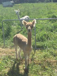 Big View from a Tiny House, Cashmere