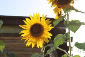Il Girasole Alloggio img4